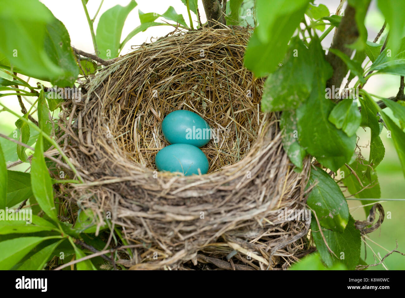 American Robin (Turdus migratorius) bird eggs in nest - USA Stock Photo