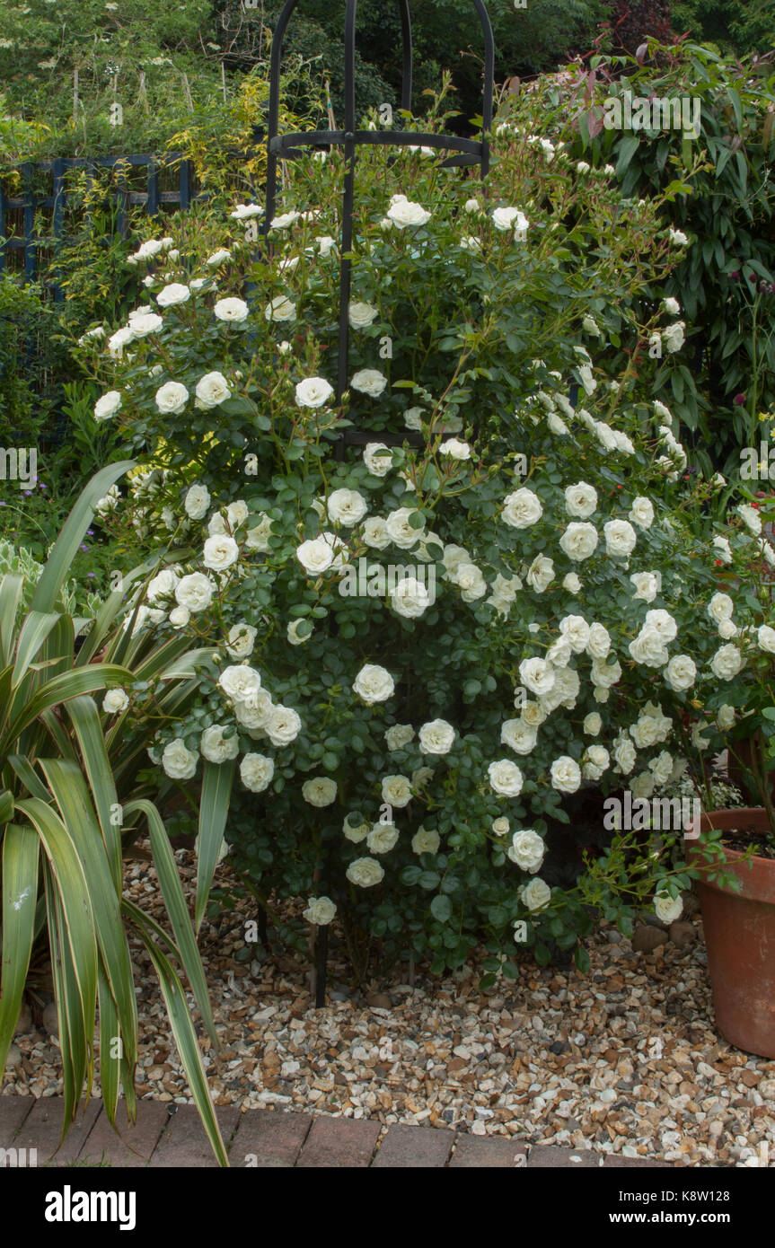 White roses in planter/obelisk Stock Photo Alamy