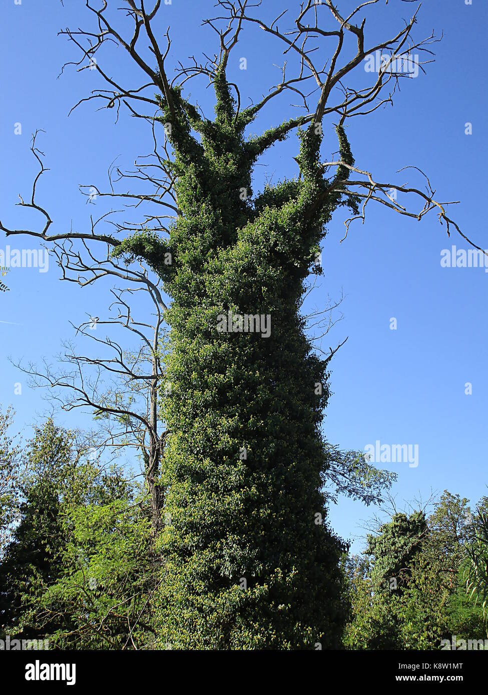 dry tree completely wrapped in ivy Stock Photo - Alamy