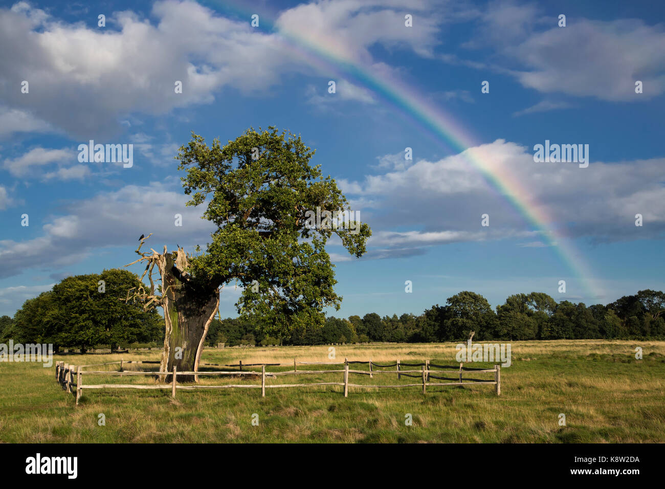 Rainbow over an old Oak tree lightning strike survivor. Seen on beautiful Summer evening in Bushy Park, Richmond Upon Thames, London, UK Stock Photo