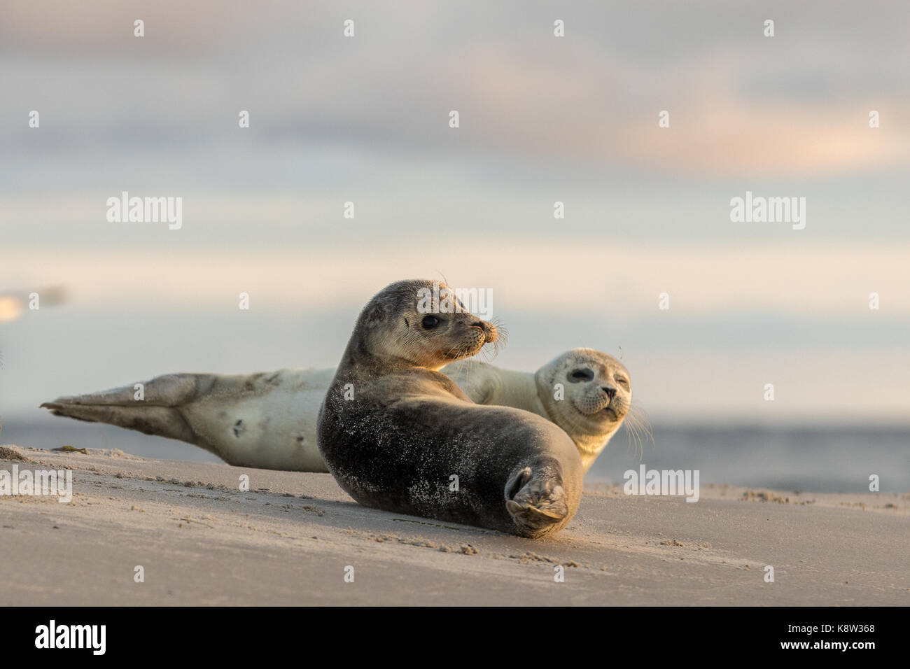 Seal relaxing denmark hi-res stock photography and images - Alamy