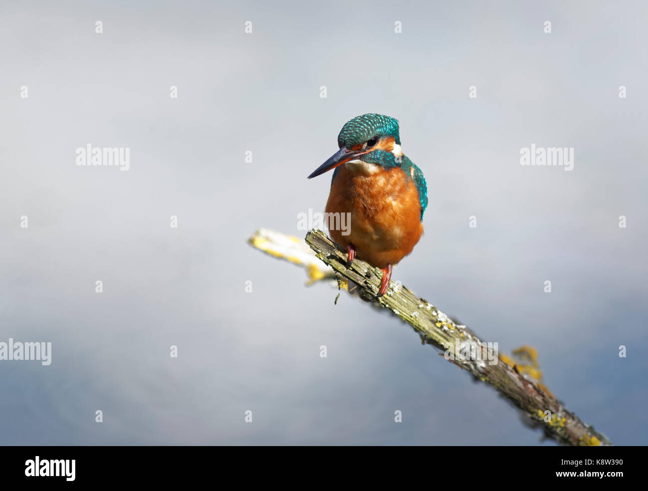 Kingfisher resting on perch Stock Photo