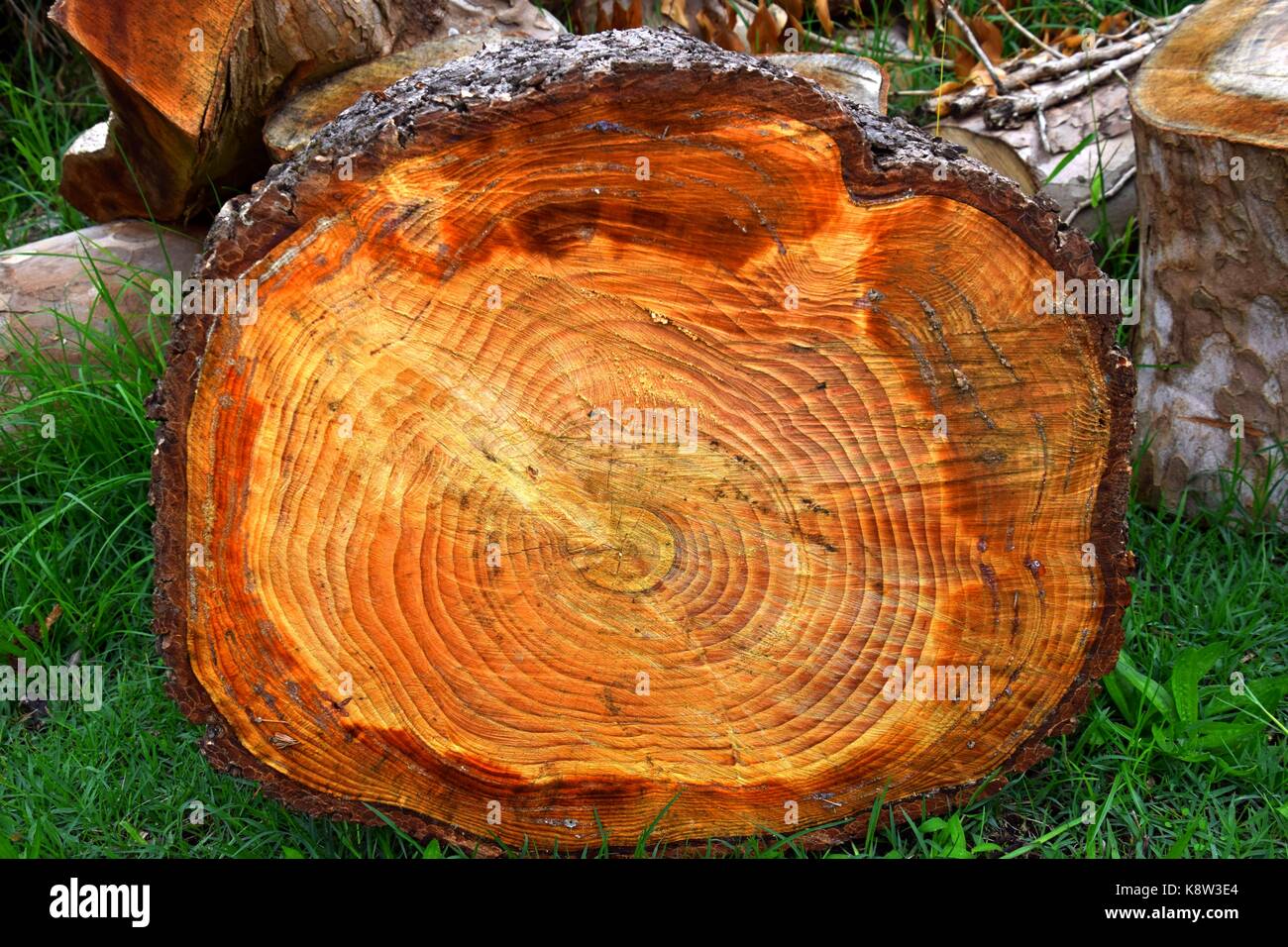 tree rings, year rings of the Italien Stone pine, old umbrella pines