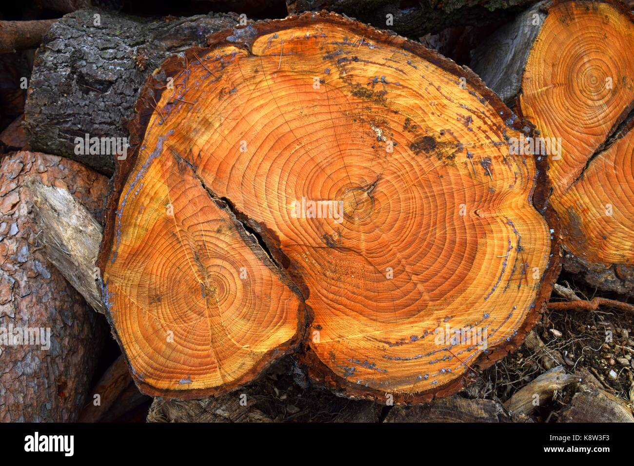 Holzring Hi res Stock Photography And Images Alamy holzring-hi-res-stock-photography-and-images-alamy
