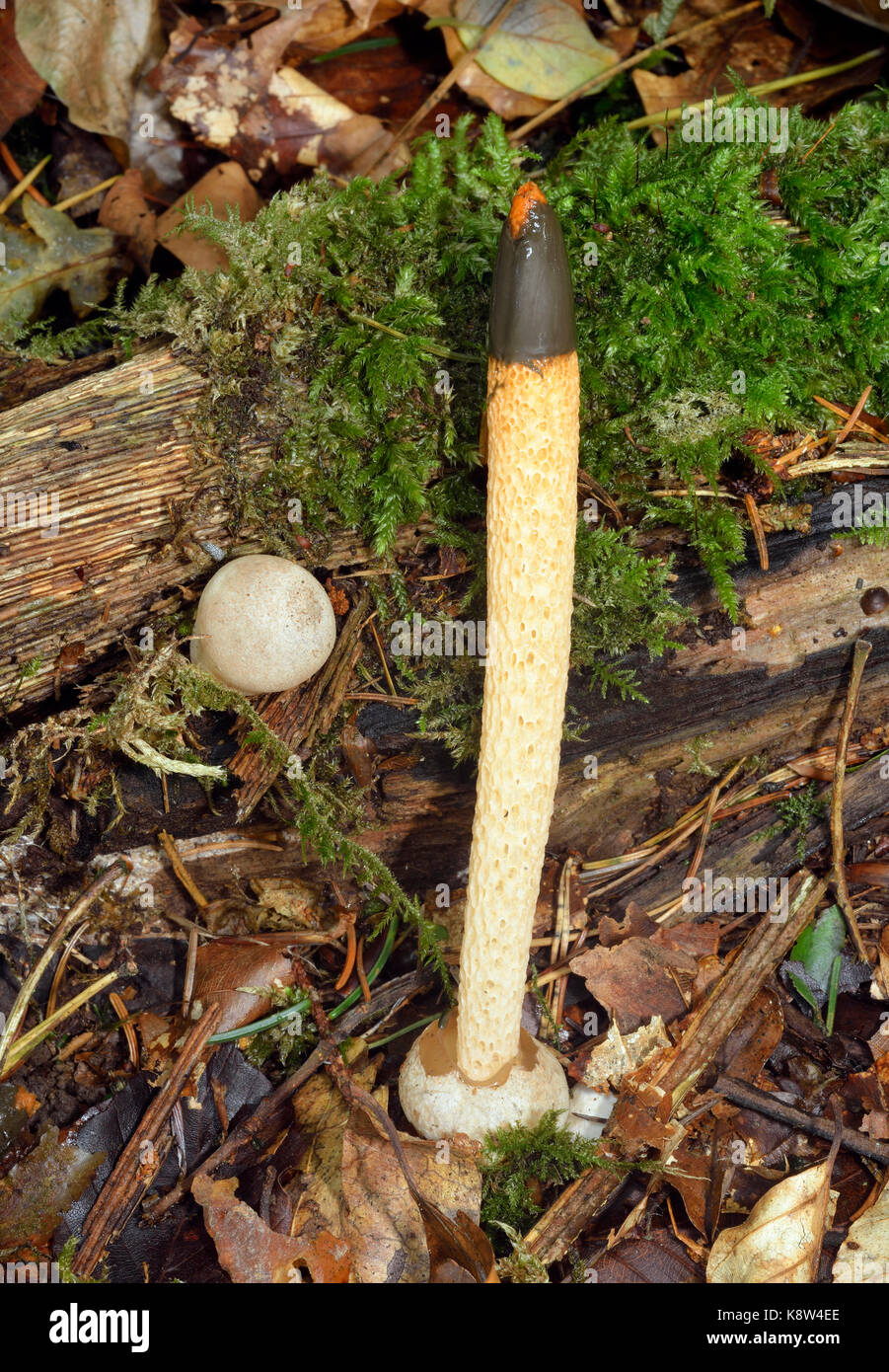 Dog Stinkhorn - Mutinus caninus Mature Fungus and Egg stage Stock Photo