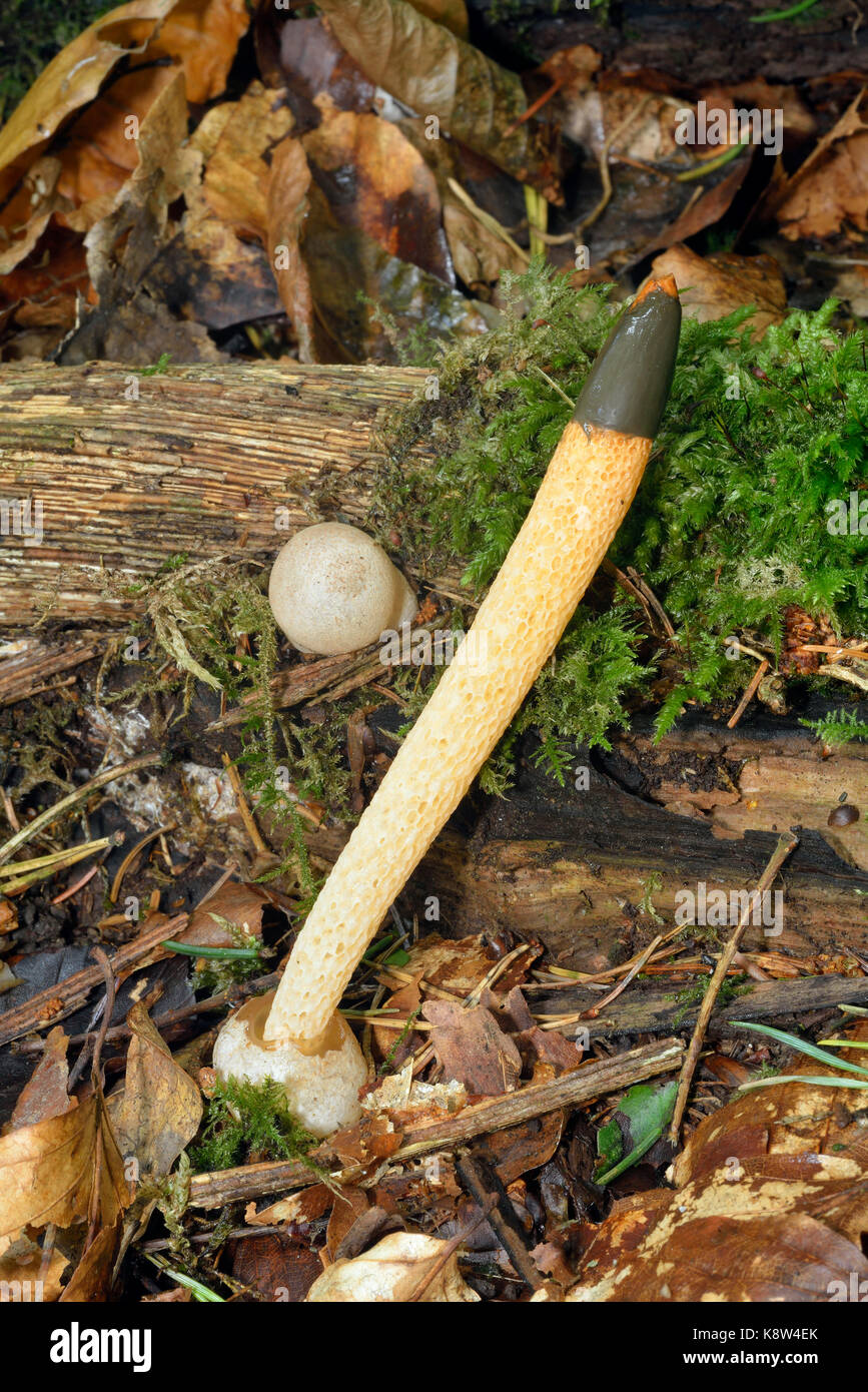 Dog Stinkhorn - Mutinus caninus Mature Fungus and Egg stage Stock Photo