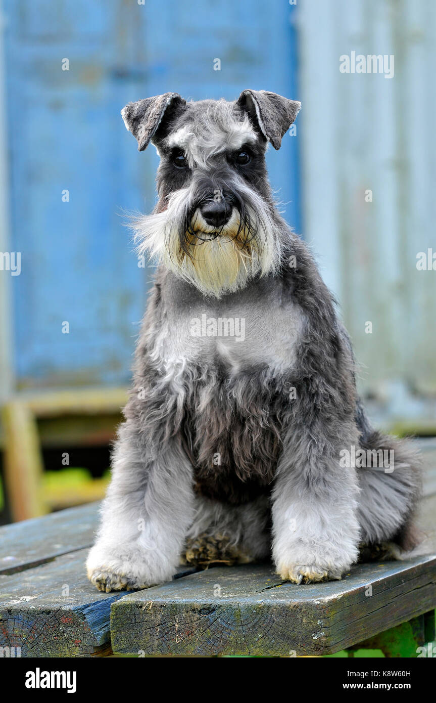 a miniature schnauzer posing sitting and standing at a dogs show Stock Photo