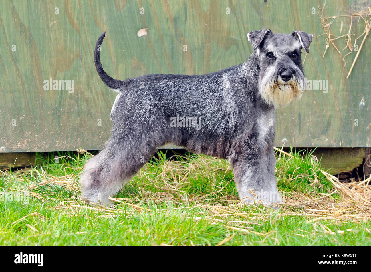 show schnauzer