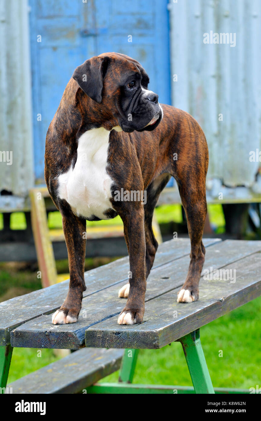 a boxer pedigree showing dog at a dog show for pedigree breeds. Stock Photo