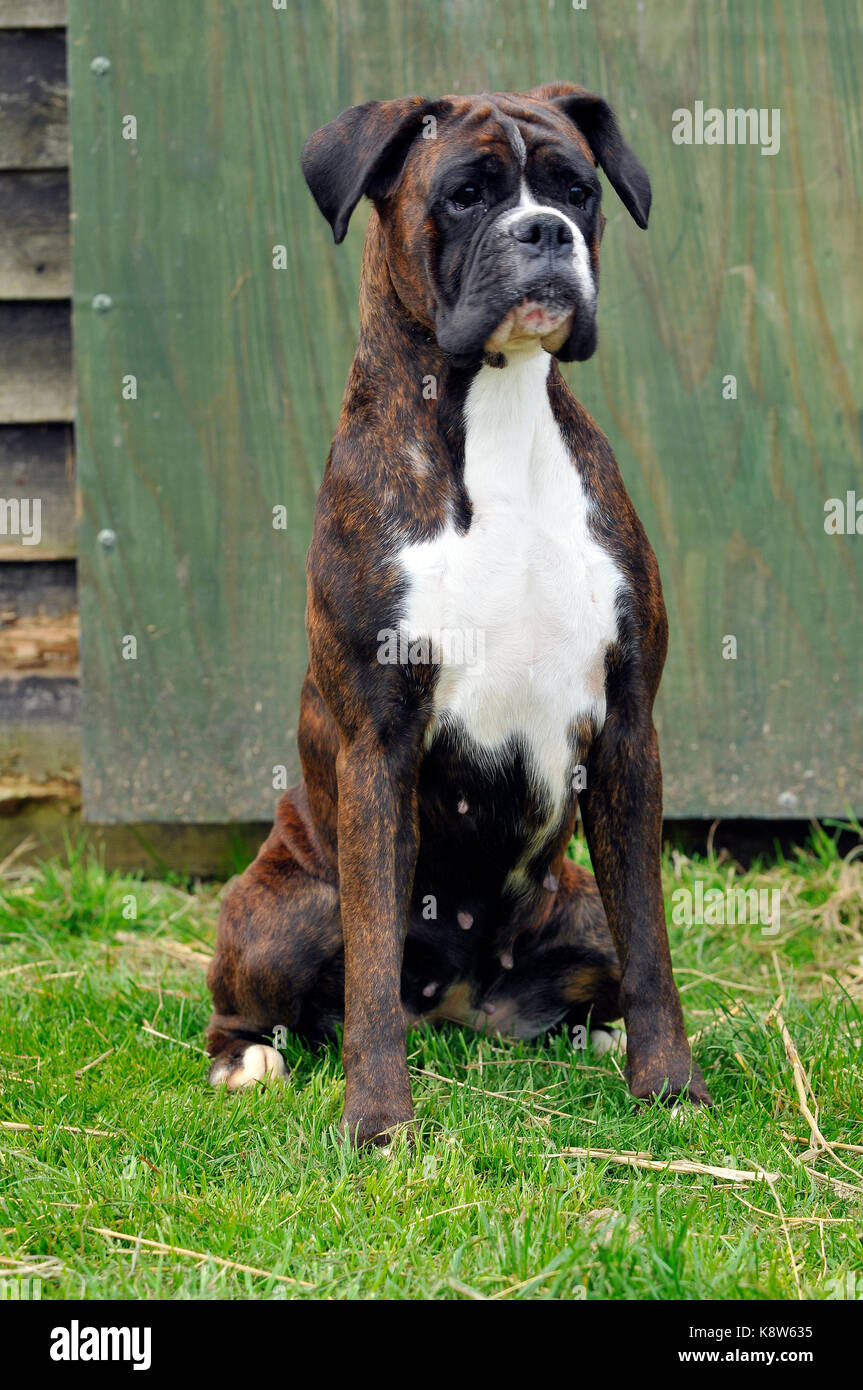 a boxer pedigree showing dog at a dog show for pedigree breeds. Stock Photo