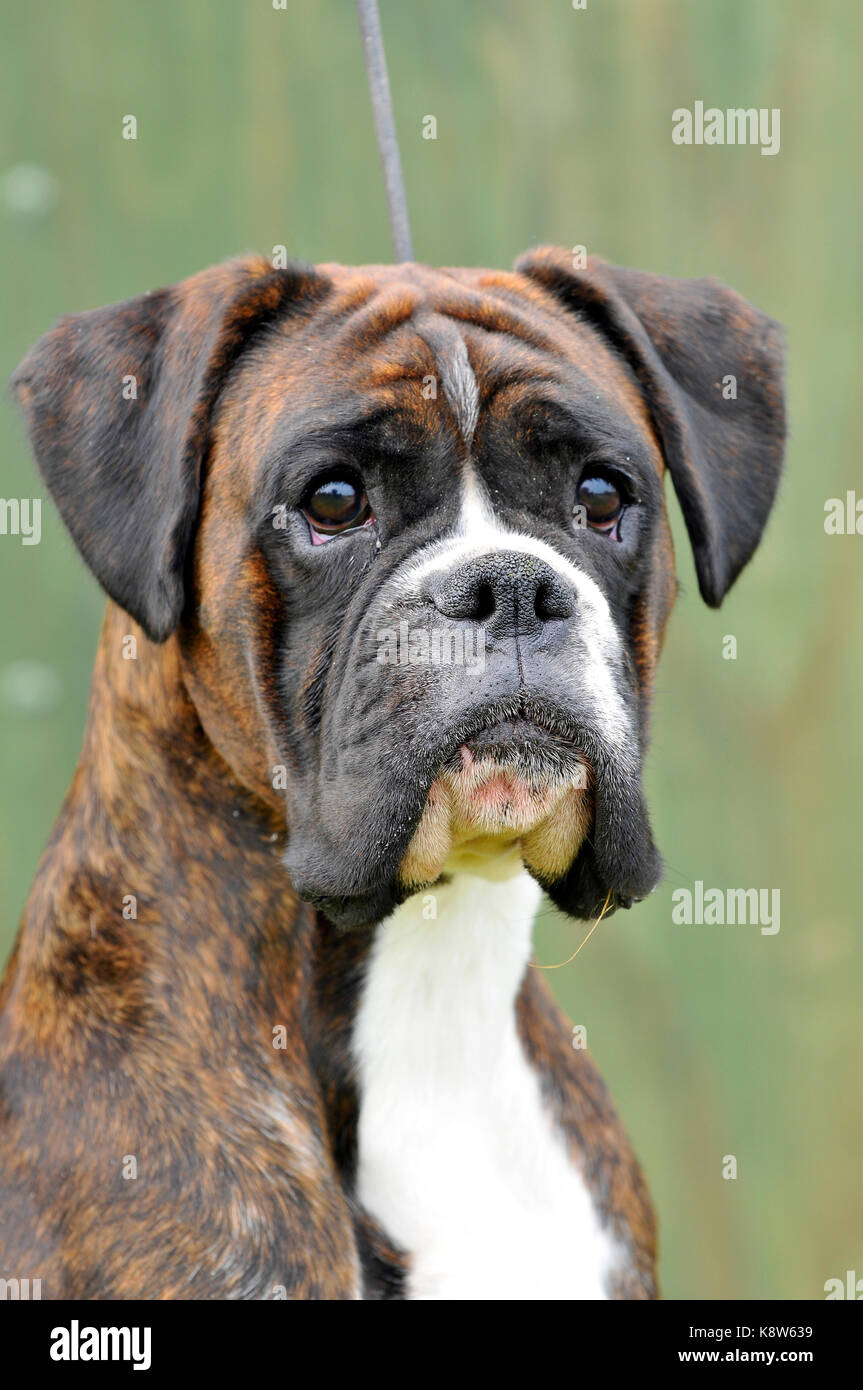 a boxer pedigree showing dog at a dog show for pedigree breeds. Stock Photo