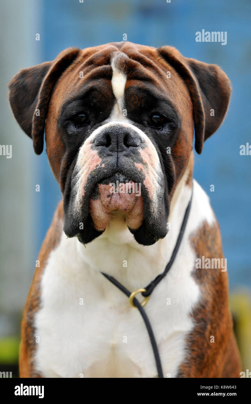 Boxer dogs boxer puppies hi-res stock photography and images - Page 3 -  Alamy, image size:863x1390