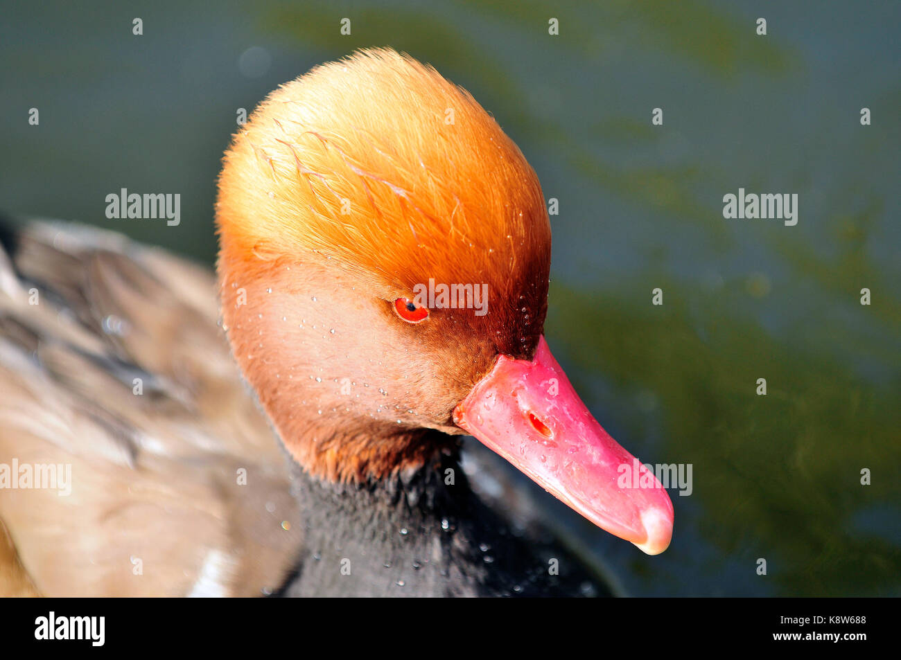 Male Crested Duck High Resolution Stock Photography and Images - Alamy