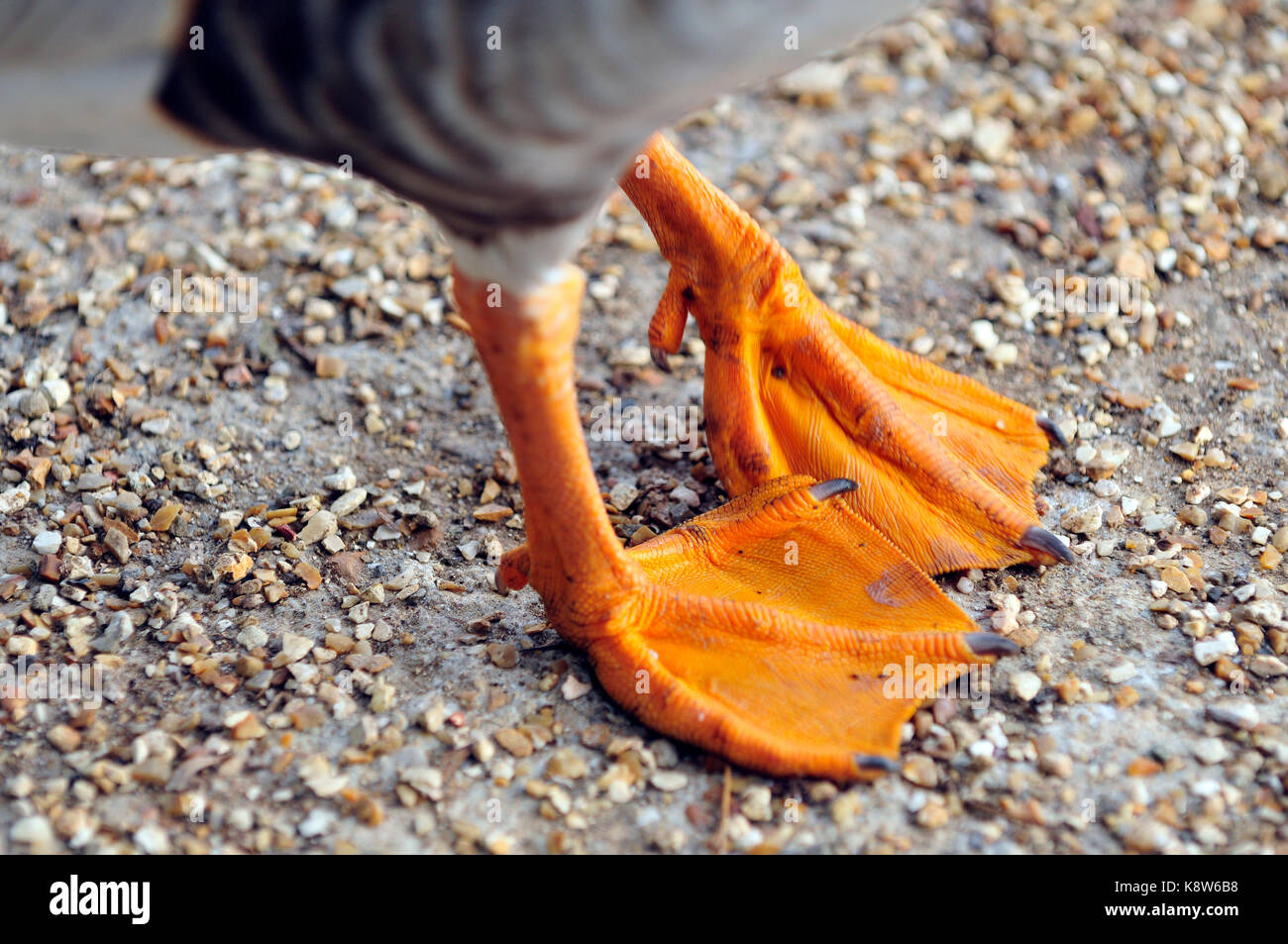 bed feet hires stock photography and images Alamy