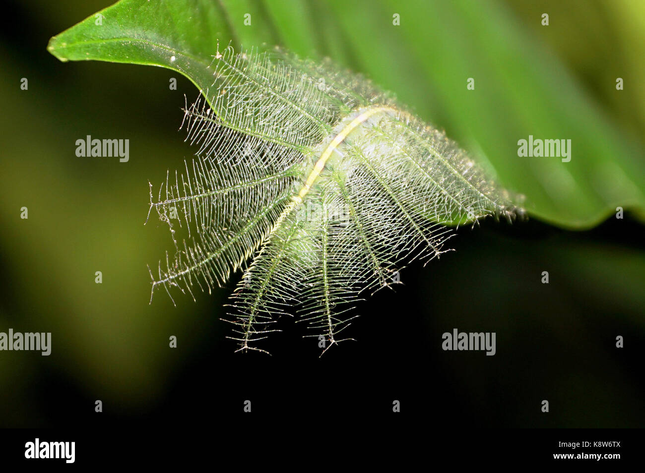 caterpillar stage of Euthalia aconthea gurdanature Stock Photo