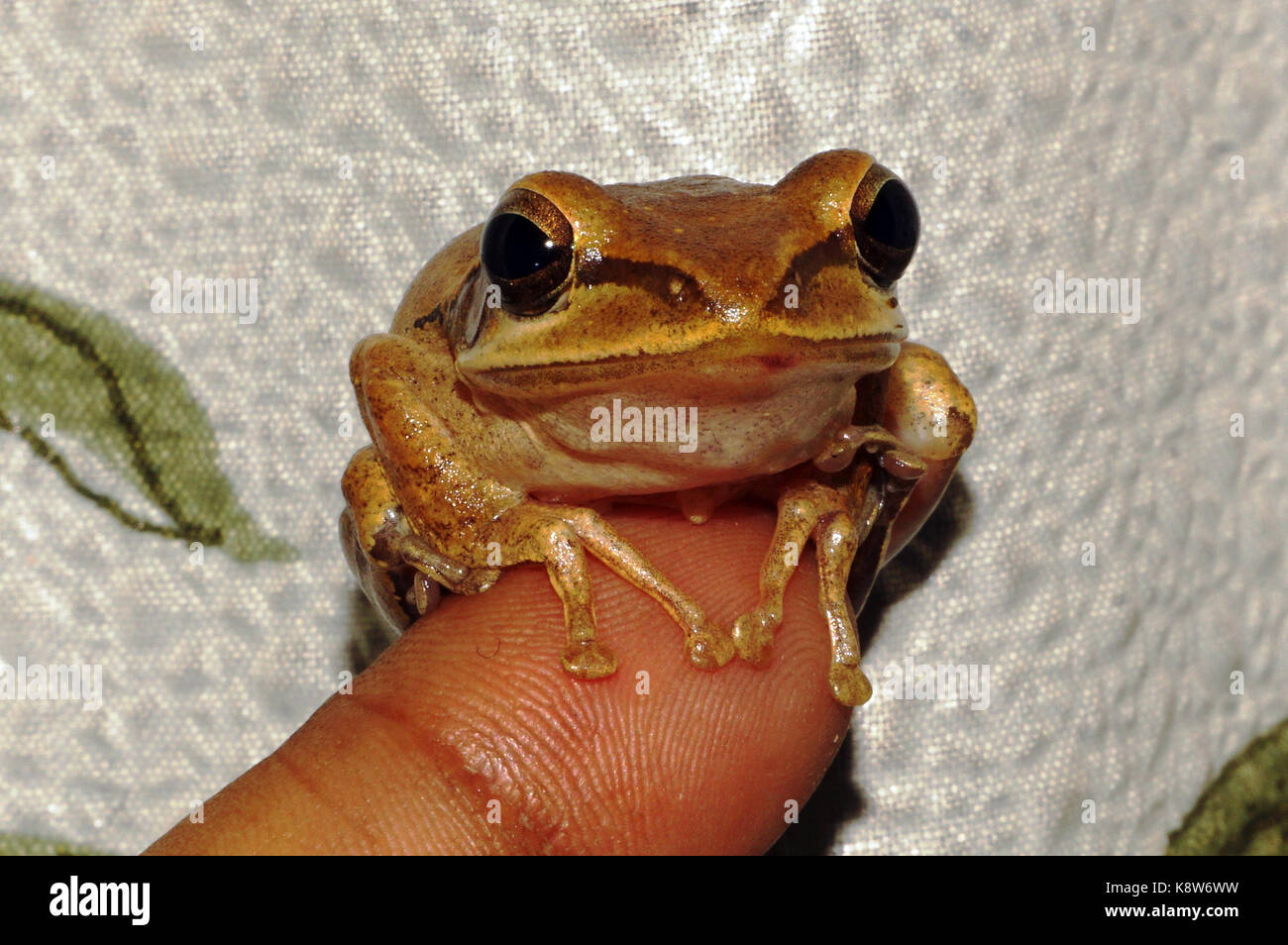 A Tiny frog in the tip of finger Stock Photo