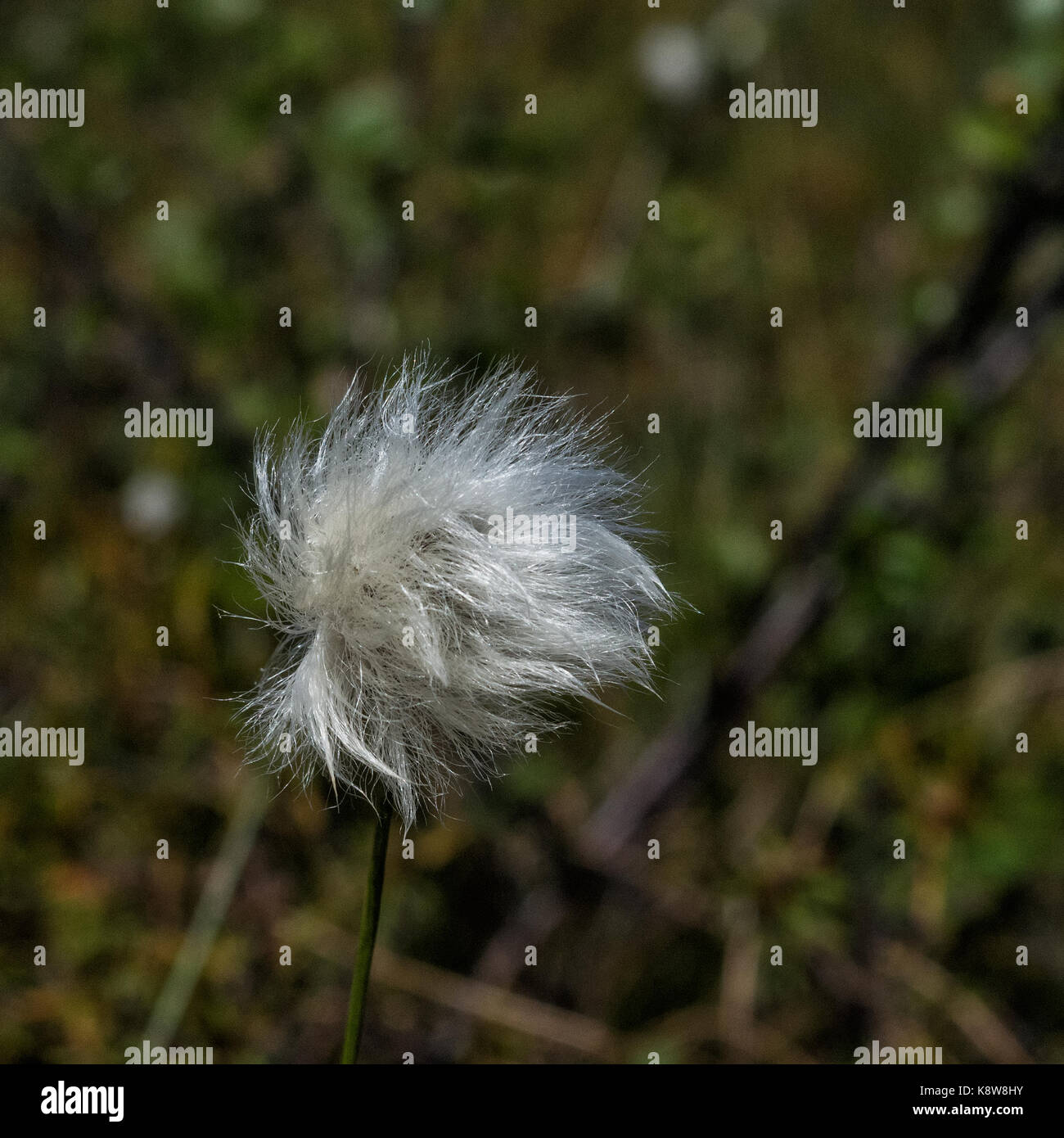 Reacting to a slight wind, the tuffs of an Alaskan cotton flower wave about. Stock Photo