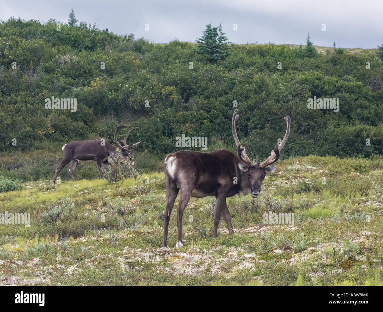 A pair of caribou are graizing in a meadon in the Denaii National Park. Stock Photo