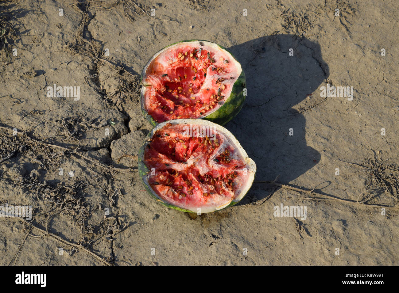 Split in two an old rotten watermelon. Rotten watermelons. Remains of