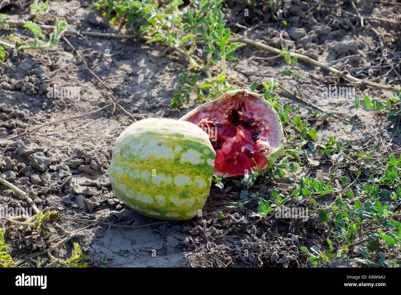 Split in two an old rotten watermelon. Rotten watermelons. Remains of