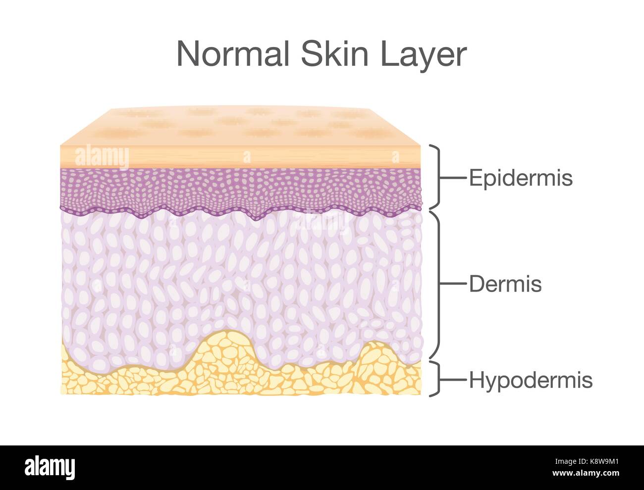 Dermis layers 2024