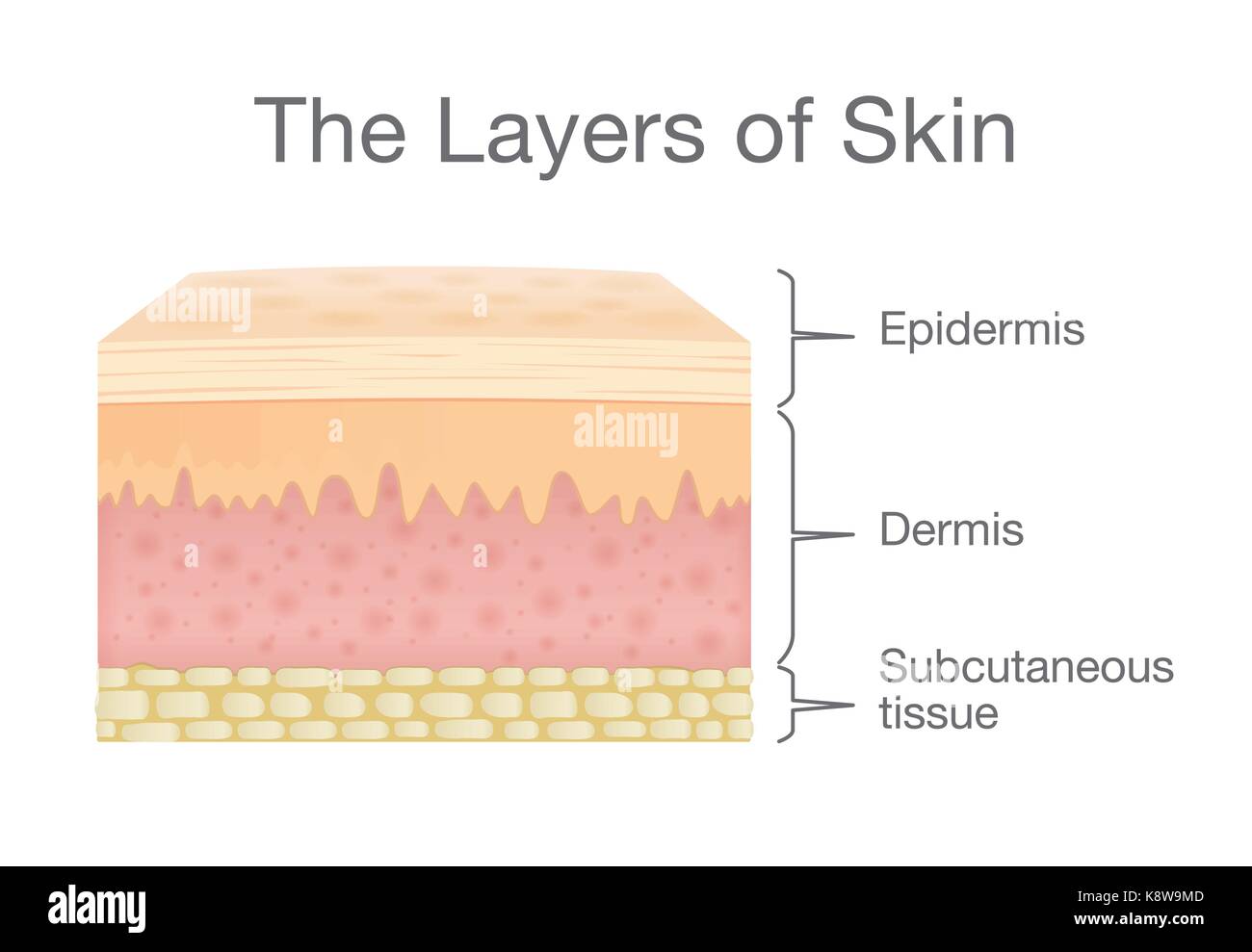 Components of human Skin layer in vector style. Stock Vector