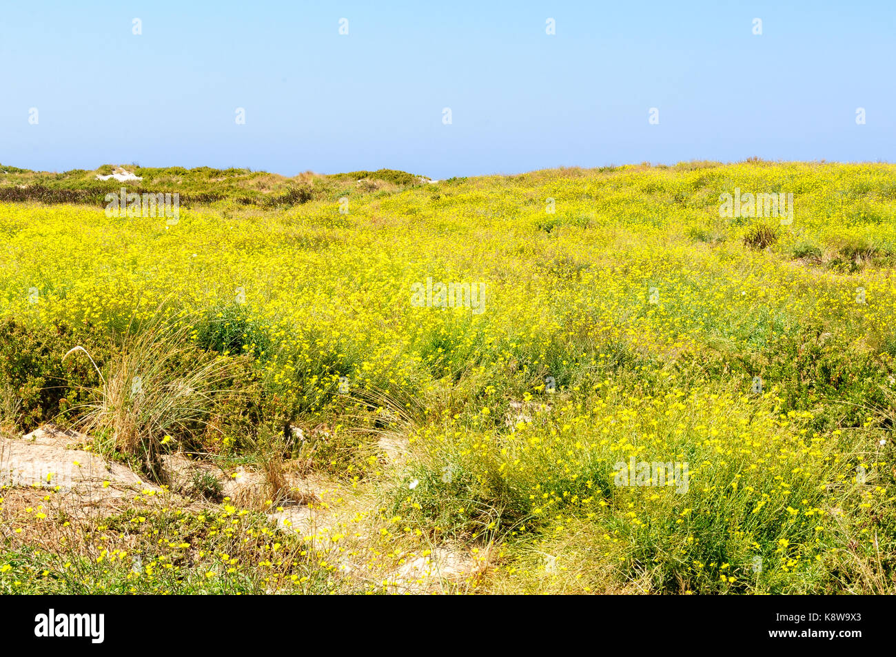 Sand dune on Griffiths Island covered with beautiful tiny yellow flowers - Port Fairy, Victoria, Australia Stock Photo