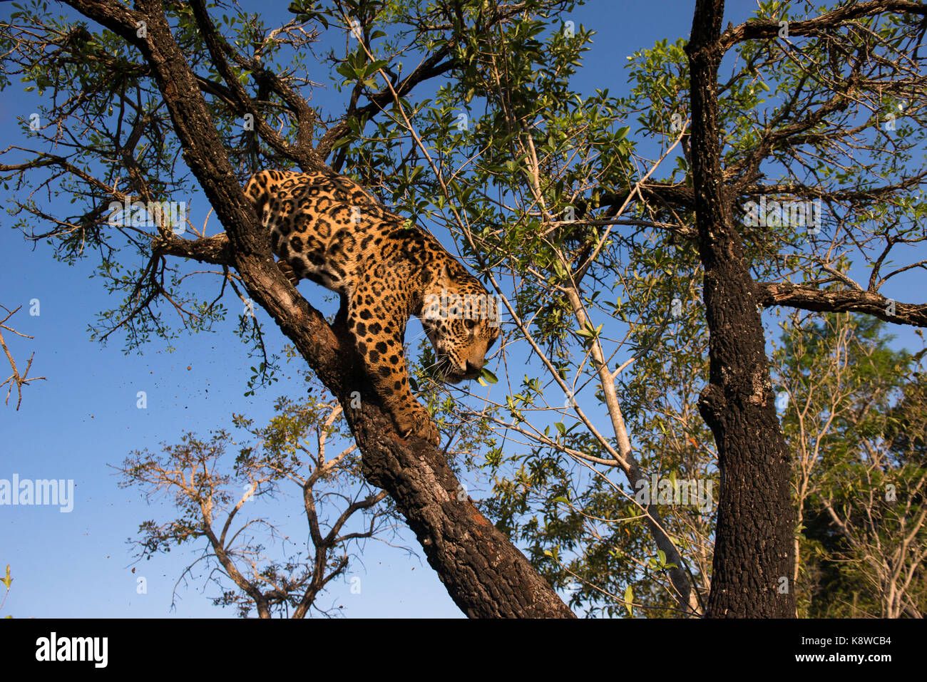 Jaguar on a tree in Central Brazil Stock Photo