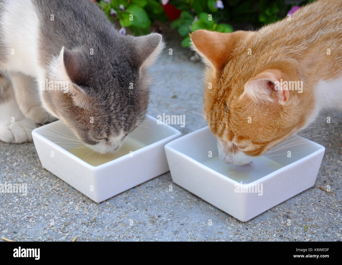 two cats eating Stock Photo