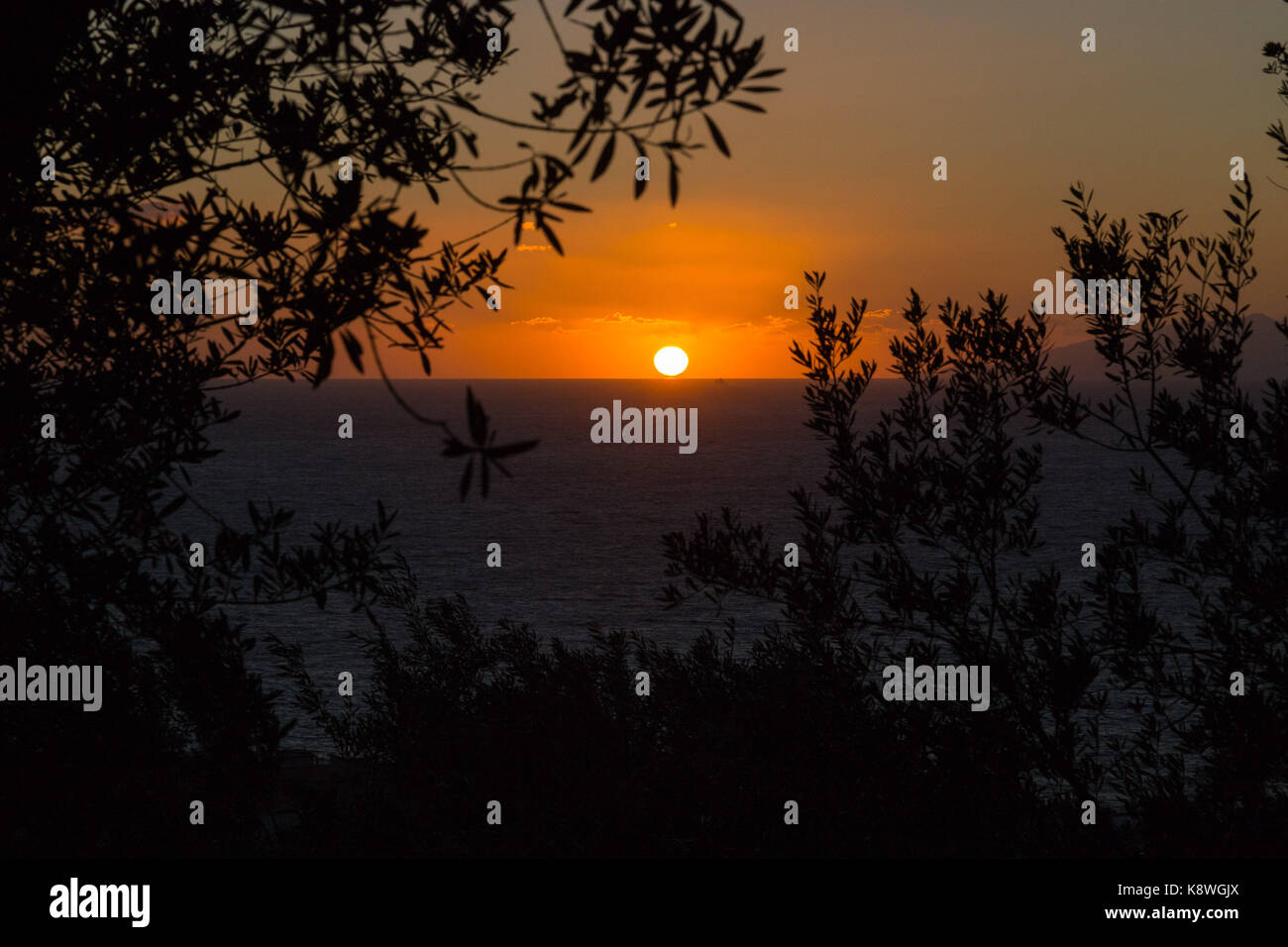 Sorrento, Italy, September 17 2017. The setting sun makes silhouettes of olive trees near Sorrento, Italy. © Paul Davey Stock Photo