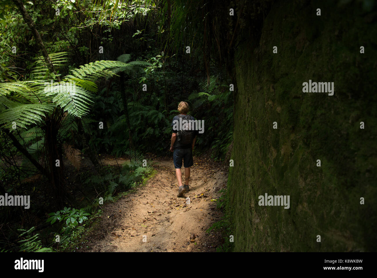 Man walking in a dark fern forest Stock Photo - Alamy