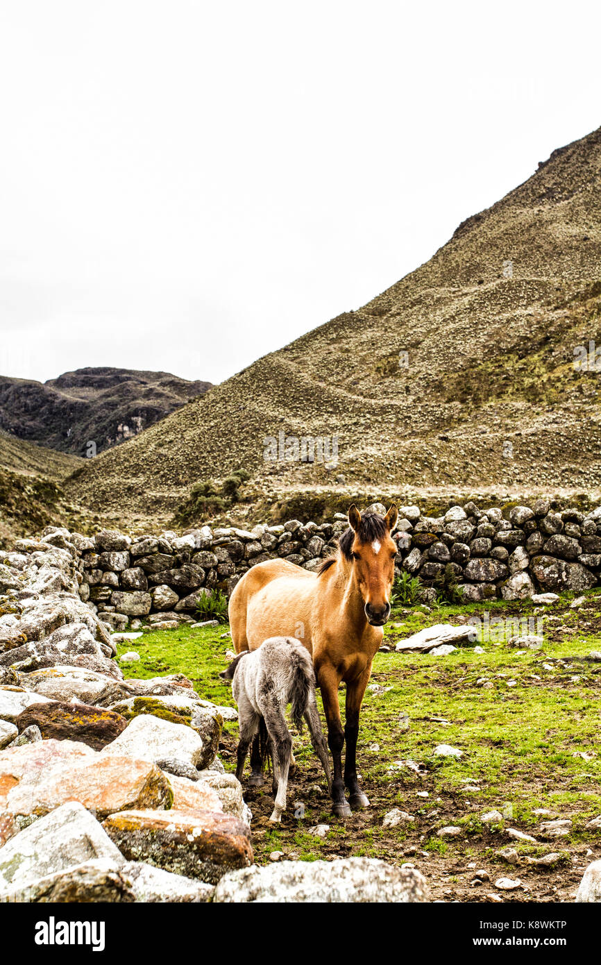 Horses on the trail to Pico Pan de Azucar, in Sierra de la Culata National Park. Merida, Merida State, Venezuela. Stock Photo