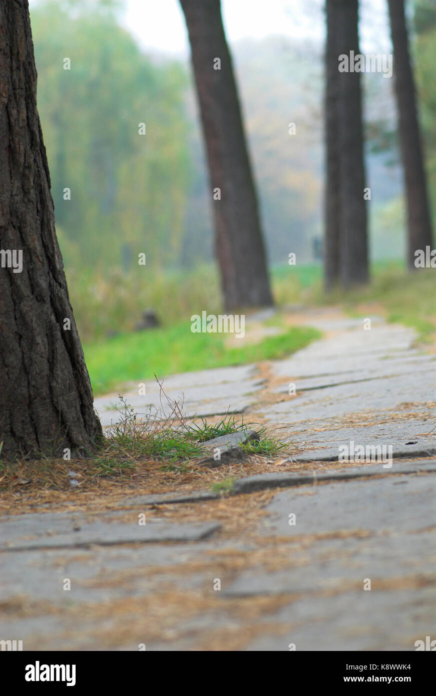 Cute footpath in autumn park. Shallow depth of field Stock Photo - Alamy