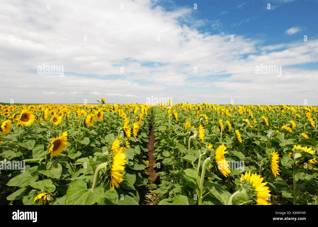 Vibrant sunflower field under blue cloudy sky Stock Photo - Alamy
