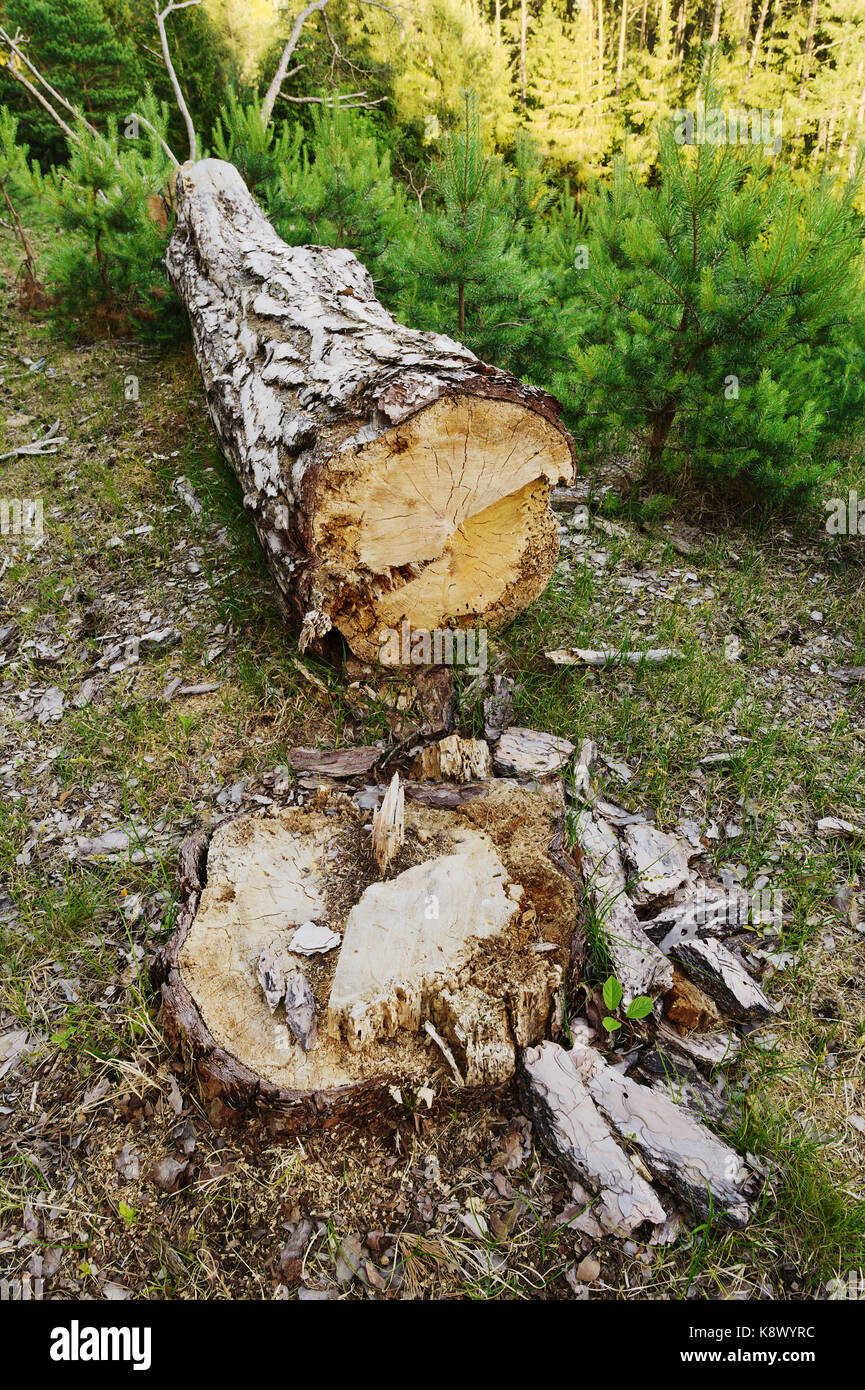 Cut down trees in pine hires stock photography and images Alamy