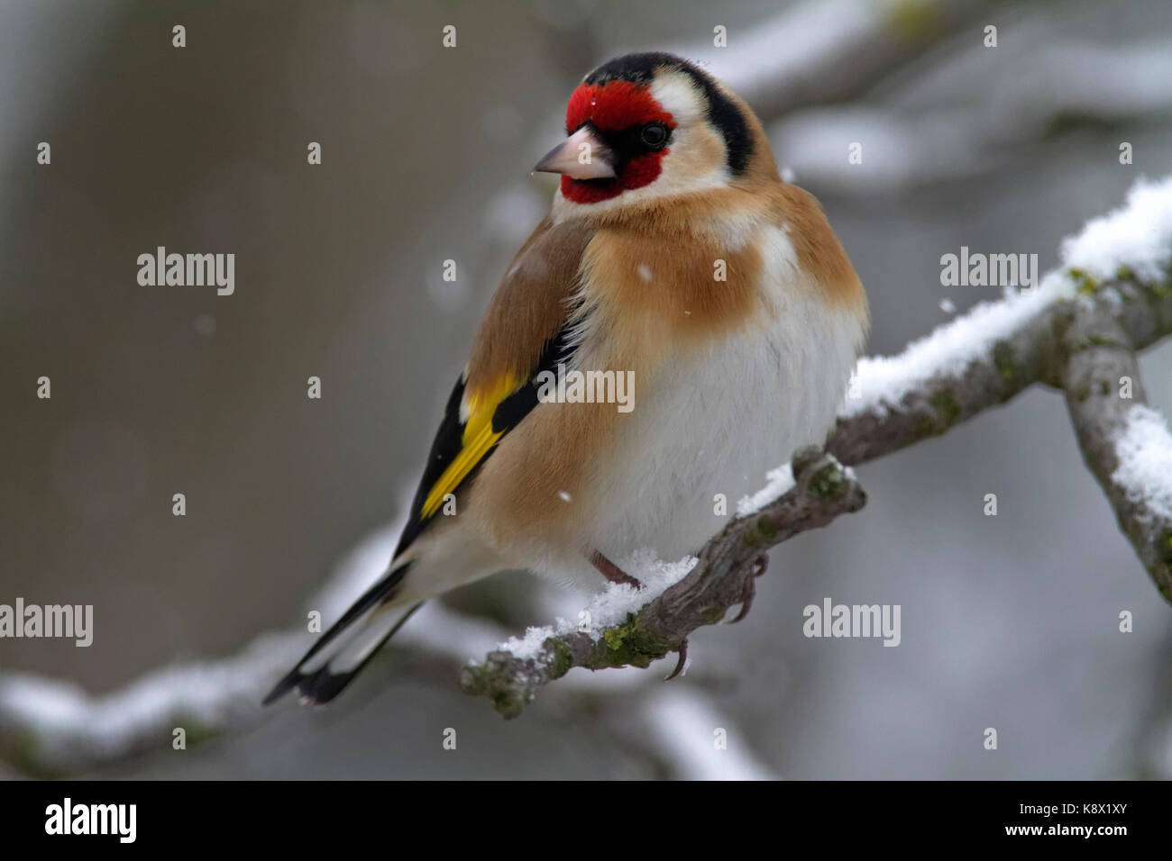 European goldfinch perched on the branch in winter Stock Photo