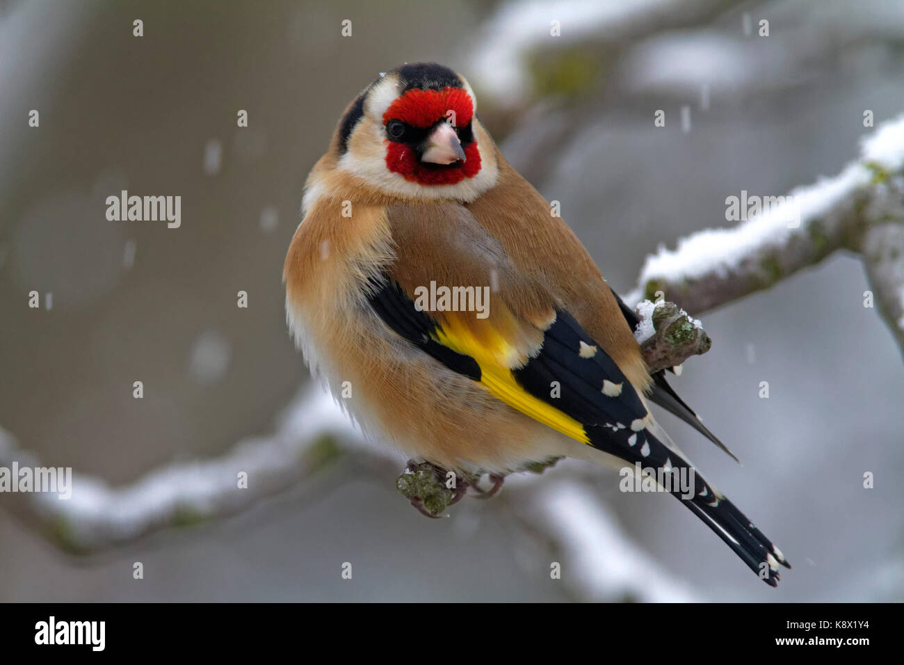 European goldfinch in winter Stock Photo - Alamy