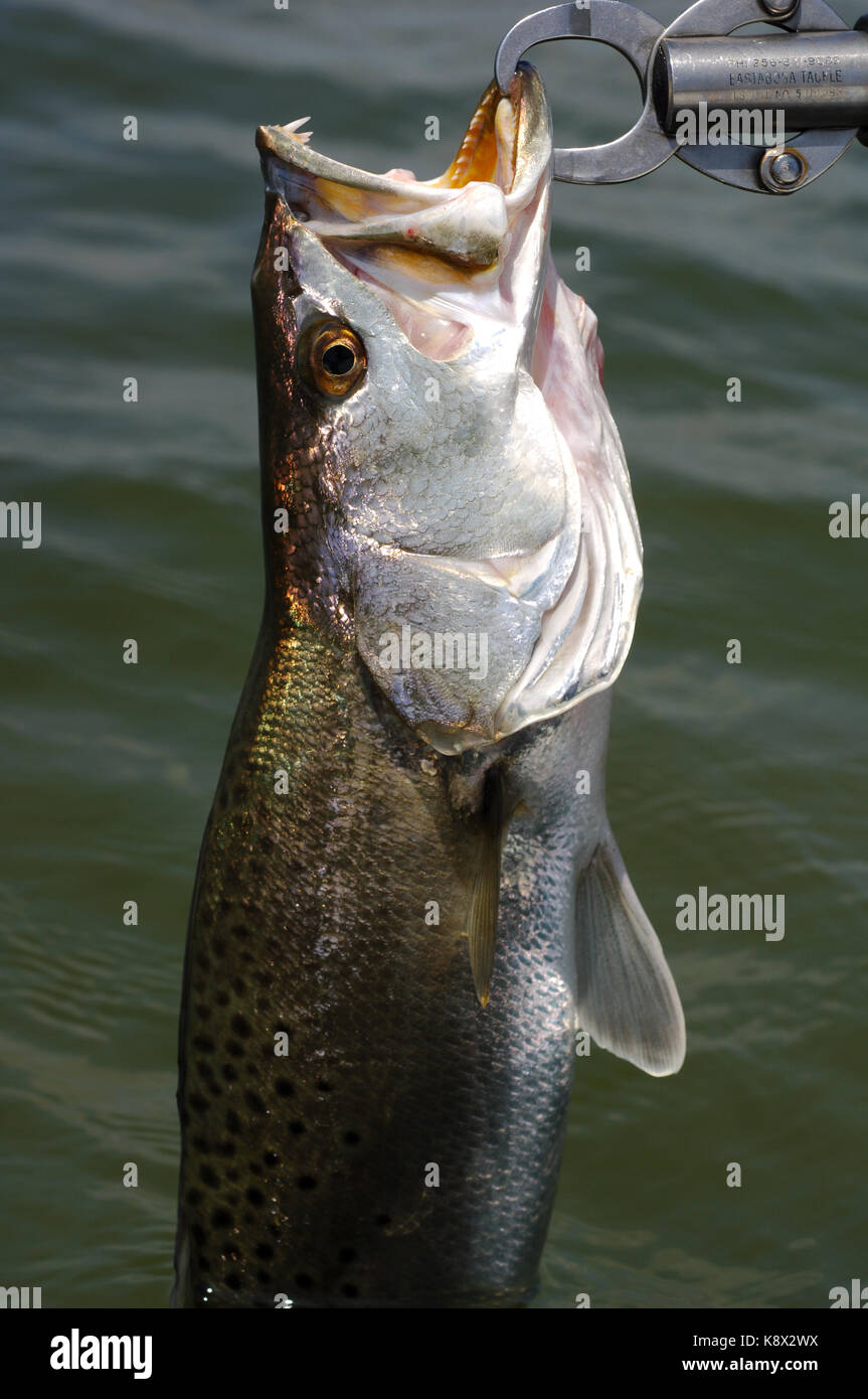 A fisherman holds a spotted sea trout or speckled trout caught while