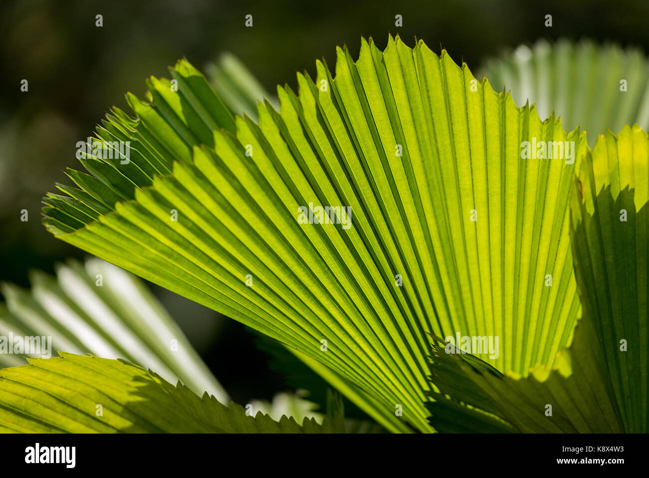 Concertina plant hires stock photography and images Alamy