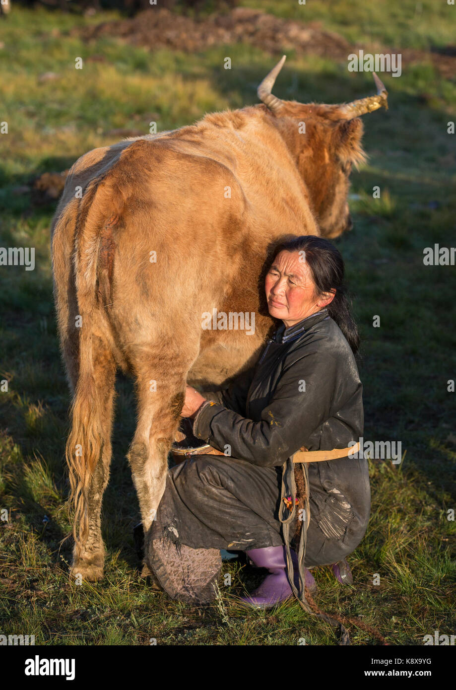 mongolian woman milking a cow Stock Photo - Alamy