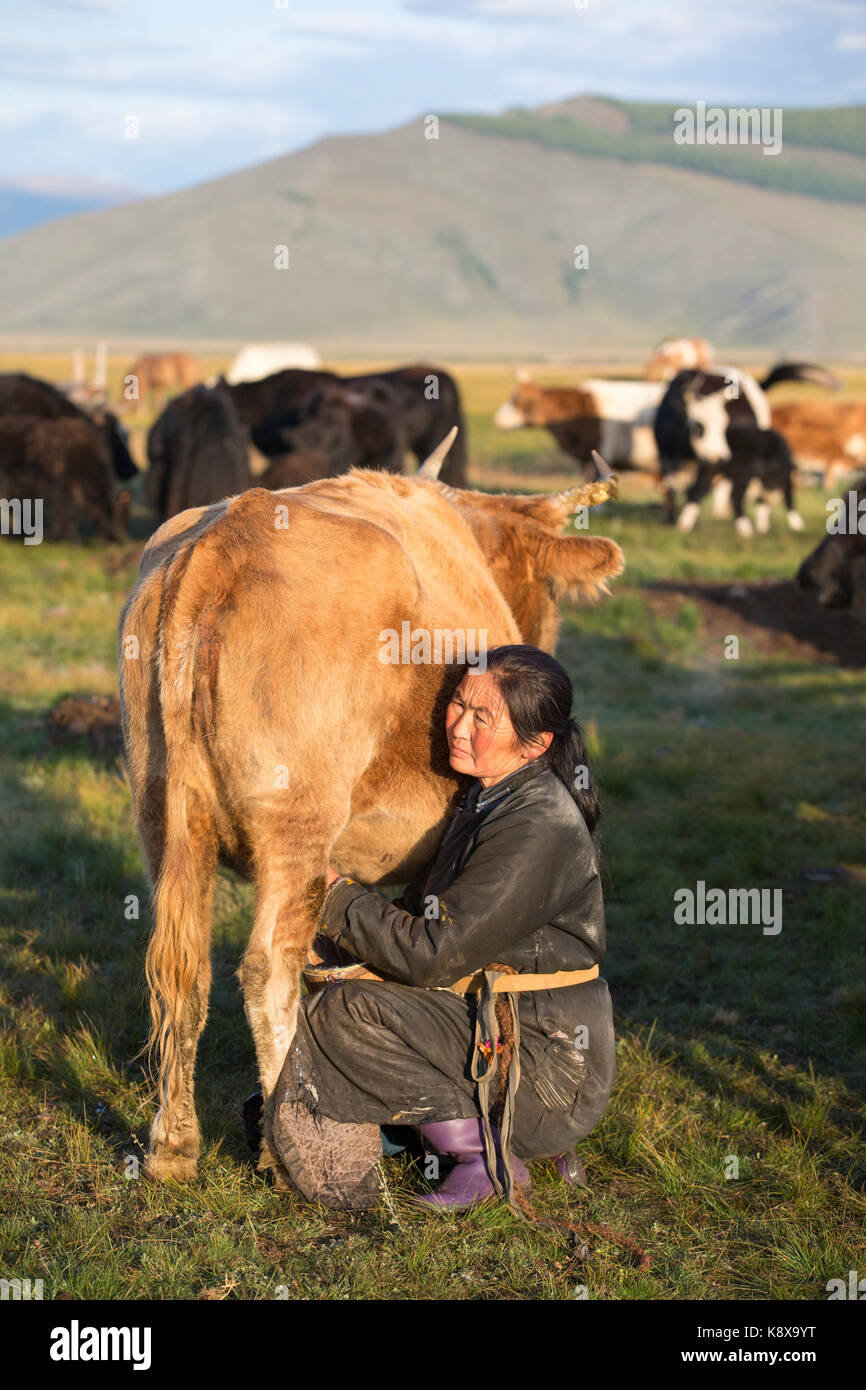 mongolian woman milking a cow Stock Photo - Alamy