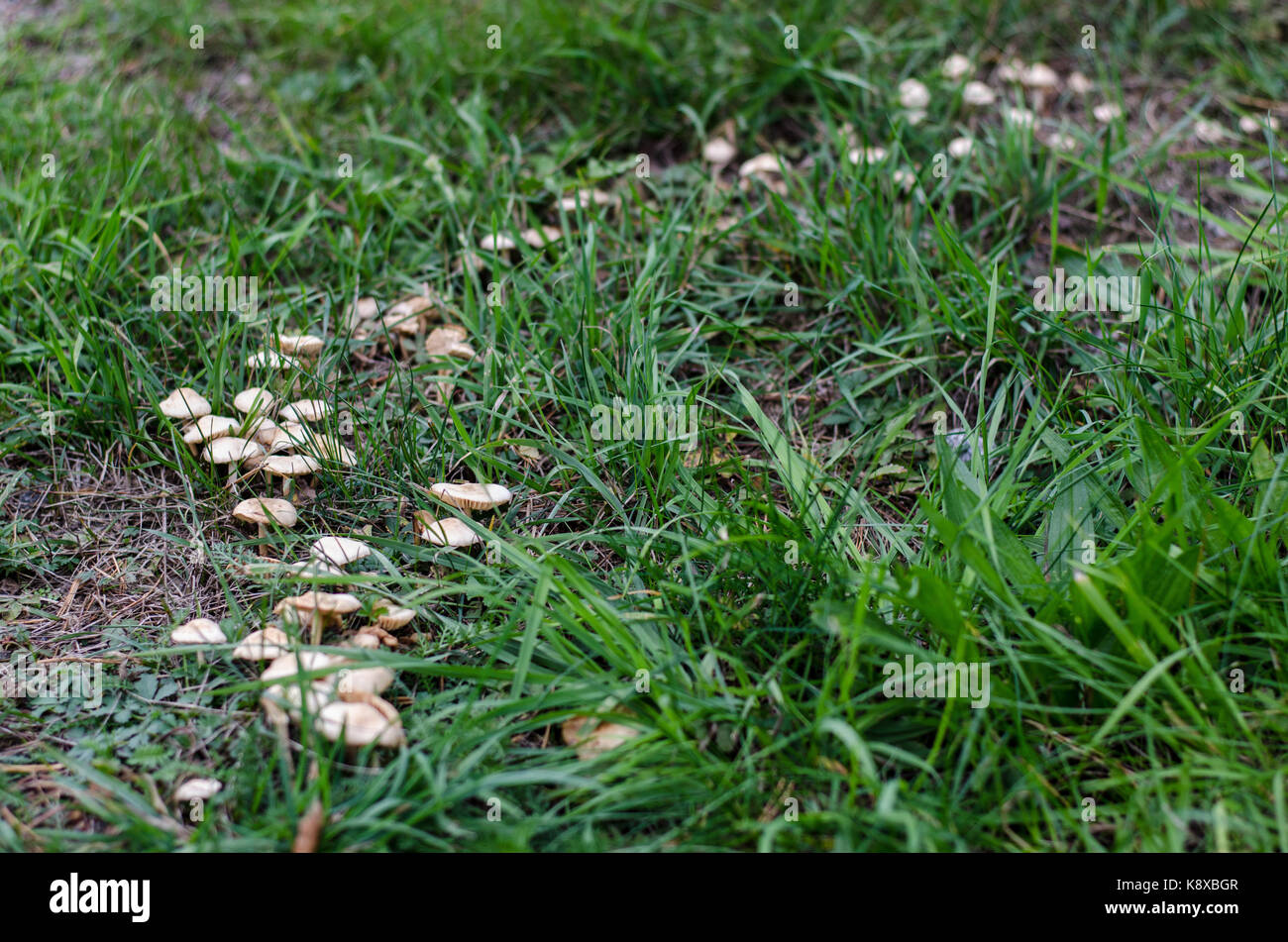 Marasmius oreades in a so called 'fairy ring' in a small hill during autumn. Stock Photo