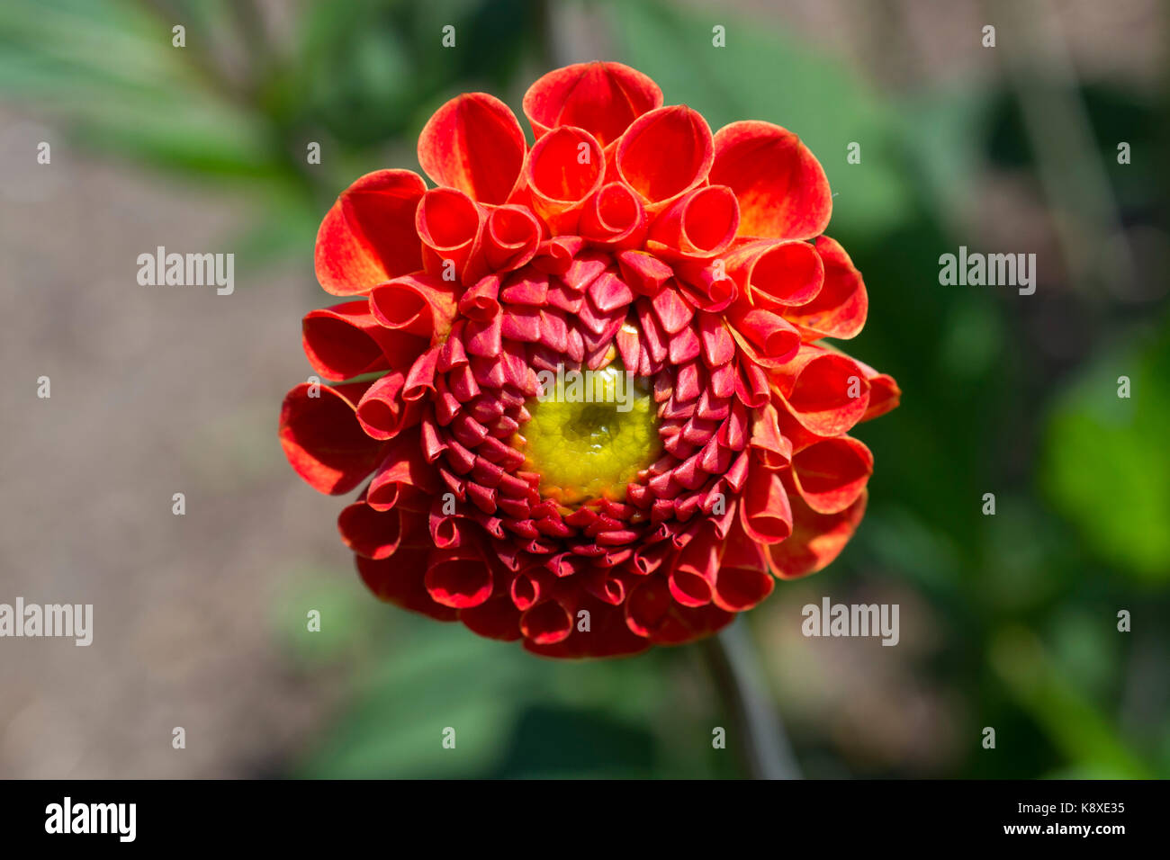 Dahlia field hi-res stock photography and images - Alamy