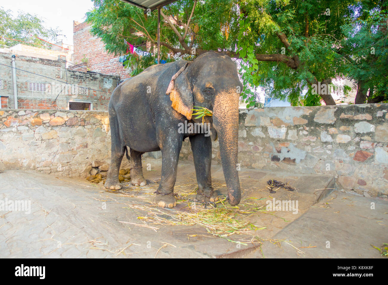 Beautiful an huge elephant with a chain in his feet in Jaipur, India. Elephants are used for rides and other tourist activities in Jaipur Stock Photo