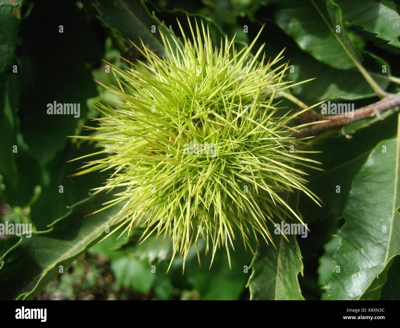 Castanha hi-res stock photography and images - Alamy