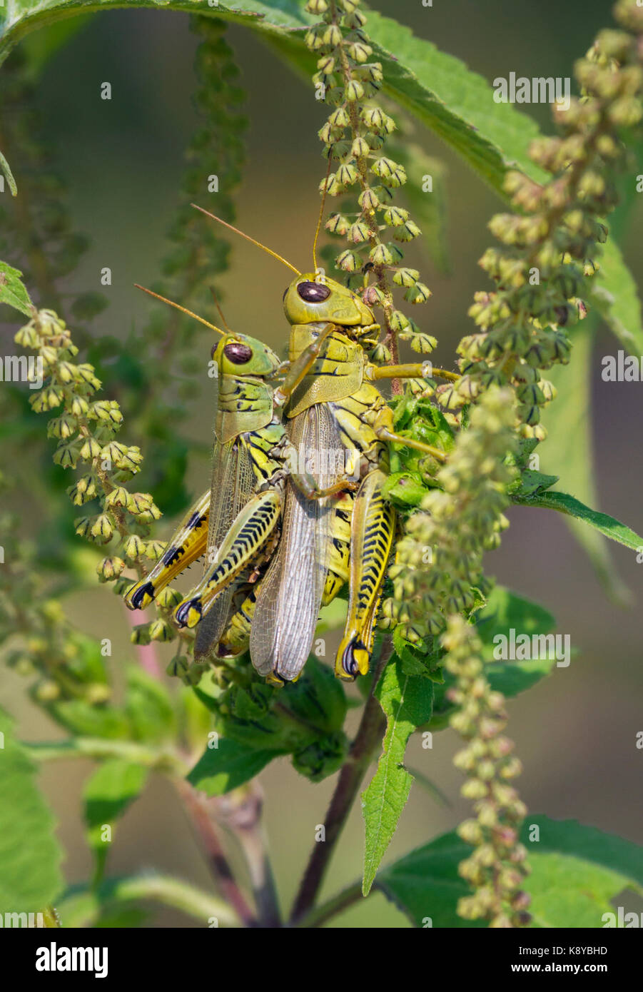 Differential (Melanoplus differentialis) mating Stock Photo Alamy