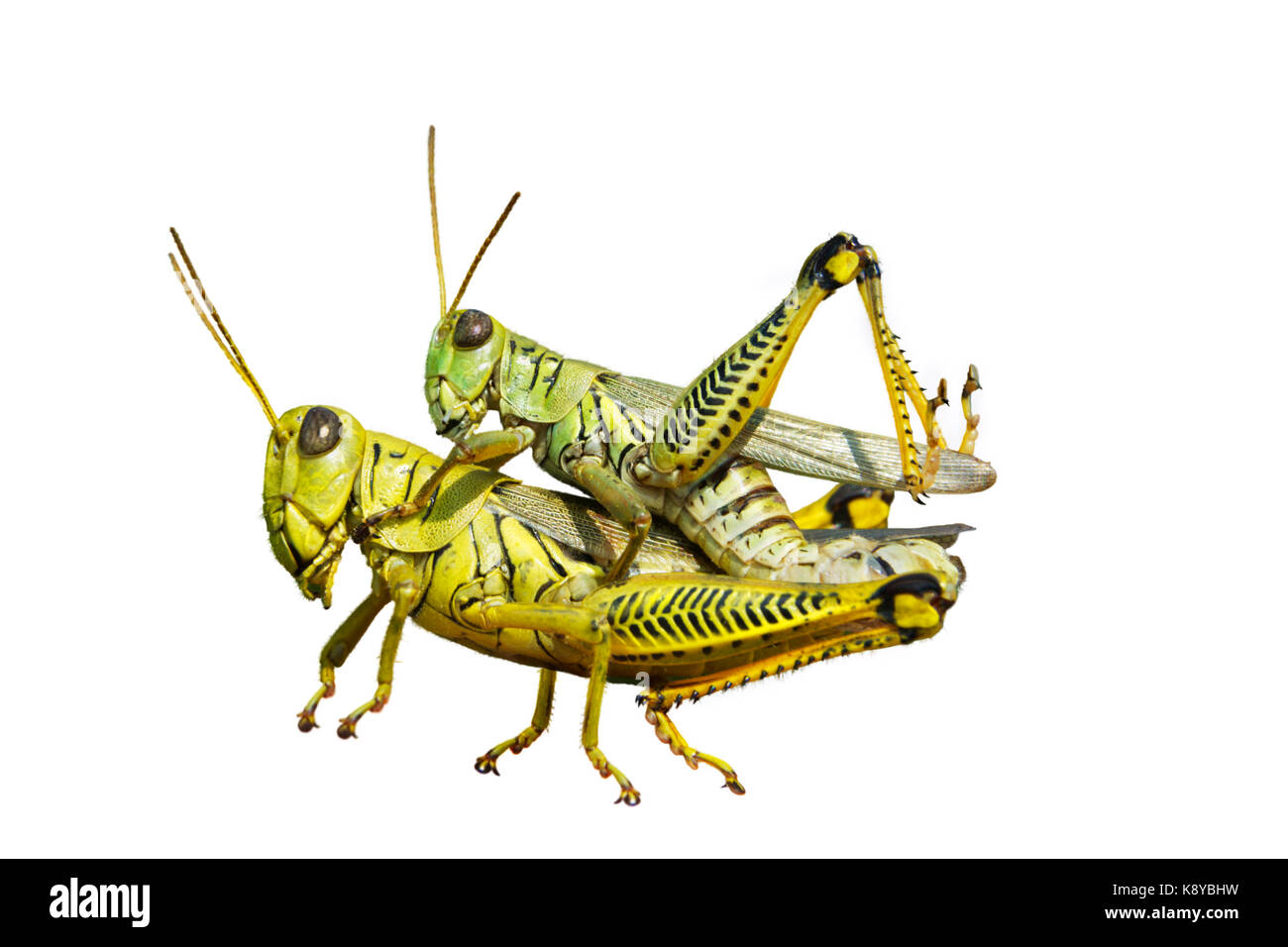 Differential (Melanoplus differentialis) mating, isolated Stock Photo Alamy