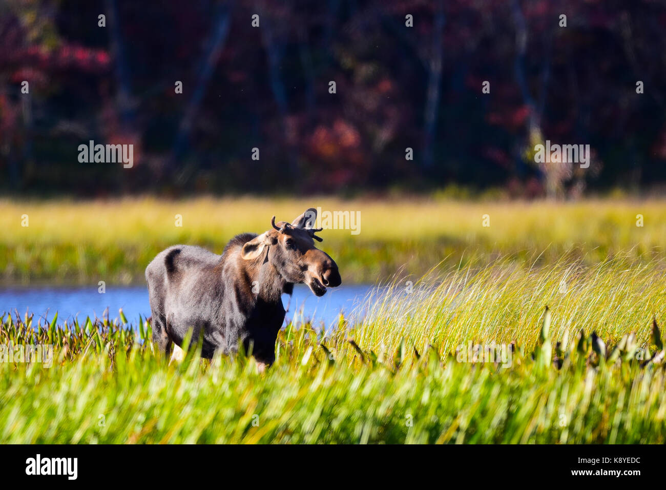 Yearling bull moose (Alces alces) standing in a grassy meadow along the Sacandaga River in the Adirondack Mountains wild forest singing. Stock Photo