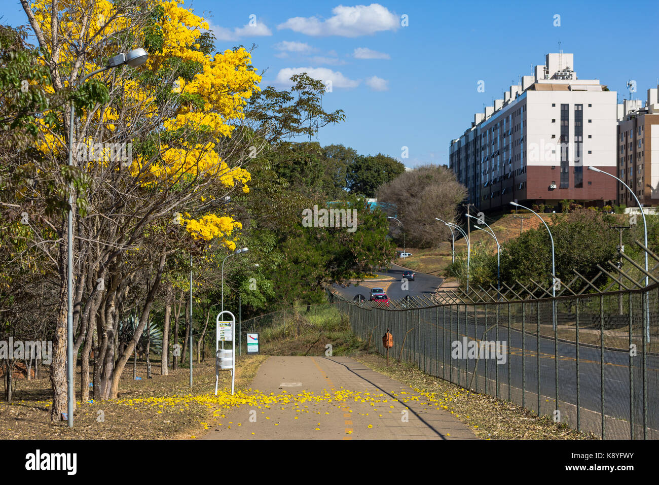 Golden Trumpet Tree blooming in Brasilia Stock Photo