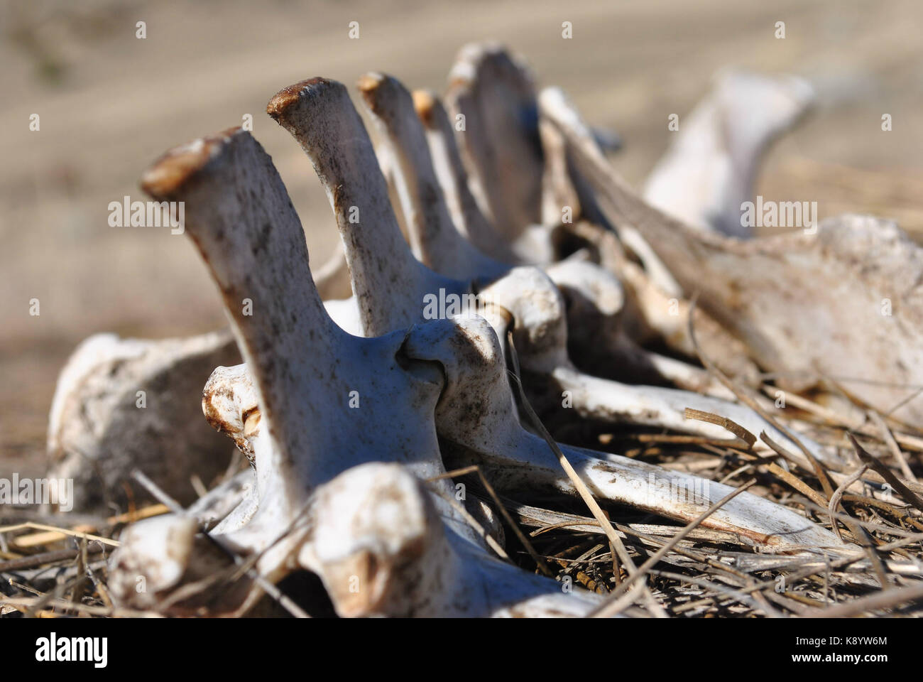 Spine found in farmers field in whitehall mt Stock Photo